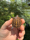 Hi Color Orange Baby Eastern Box Turtle