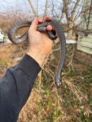 Texas Indigo Snake Juvenile