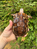 Homes Hinge-back Tortoise Female