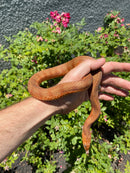 Red Salt Marsh Water Snake Adult Female