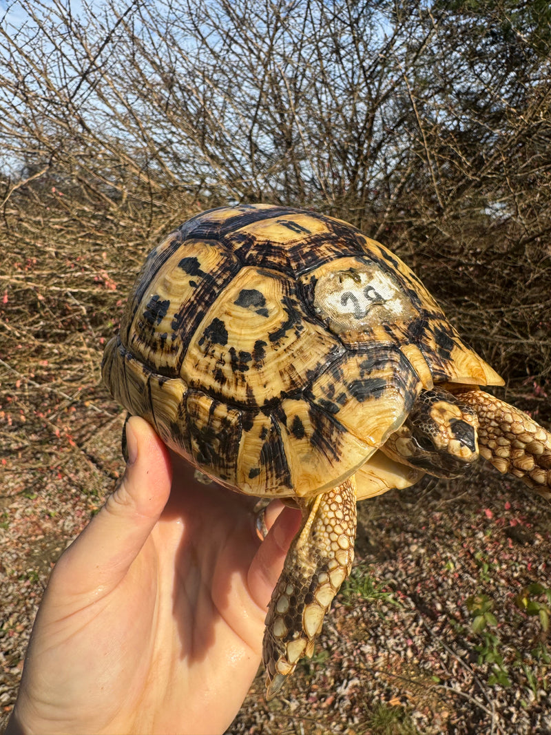 Libyan Greek Tortoise Adult Female