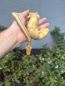 Banana Ball Python Mixed Morph Female