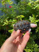 Ornate Diamondback Terrapin Female