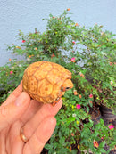 Hypomelanistic Cherryhead Red Foot Tortoise Baby 2026