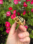 Sri Lankan Star Tortoise 2026