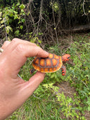 Hypo Cherrybomb Red Foot Tortoise Baby 2025