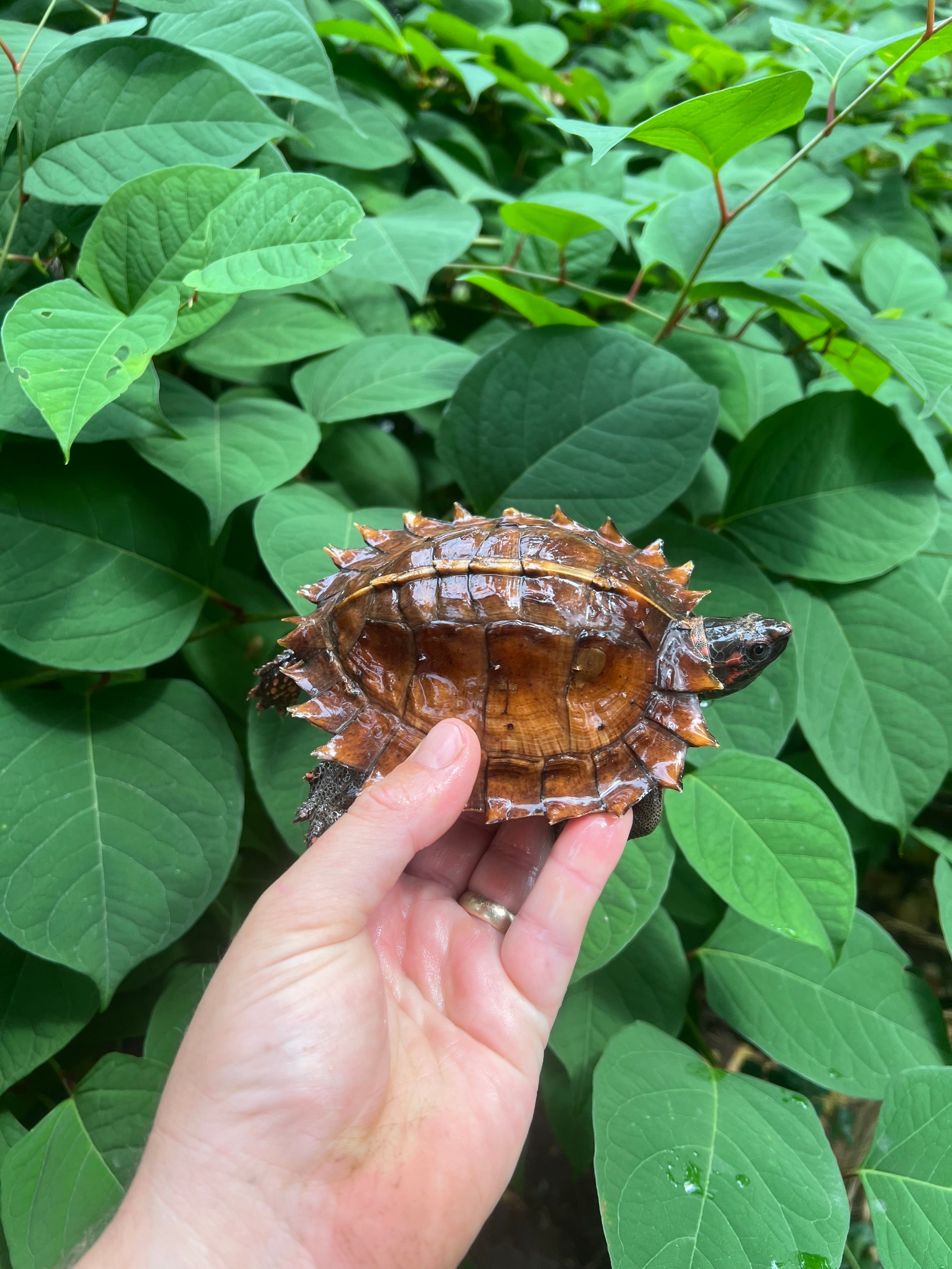 Spiny Hill Turtles For Sale | American Reptile Distributors