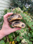 Adanson's Mud Turtles Pair