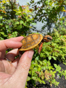 Hypo Blonde Red Foot Tortoise Baby 2026