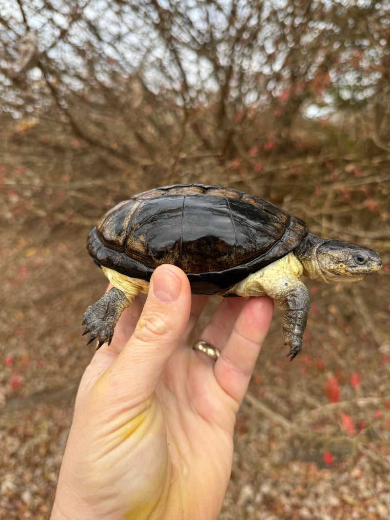 African Dwarf Mud Turtle Adult Female