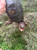 Common Snapping Turtle Adult Female