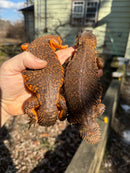 Red Niger Uromastyx Adult Pair