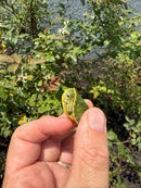 Pastel Picasso Red Eared Slider Turtle