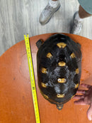 Barbados Red Foot Tortoise Adult Female