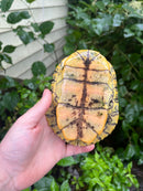 Pastel Clown Red Eared Slider Turtle Breeder Male