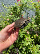 Balkan Pond Turtle Adult Male