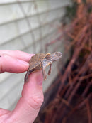 Texas Map Turtle Baby (Graptemus versa)