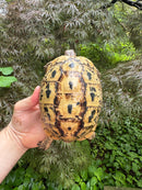Libyan Greek Tortoise Adult Female