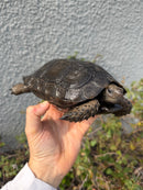 Burmese Black Mountain Tortoise Female