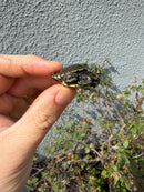 West Coast Pond Turtle Baby