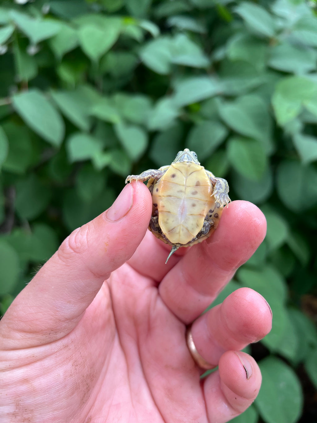 Baby Pastel Clown Red Eared Slider Turtles For Sale 