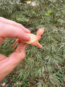 Baby Albino Common Snapping Turtle (Nipple Head) (Chelydra serpentina)
