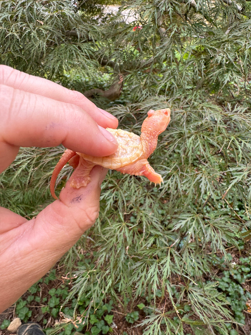 Baby Albino Common Snapping Turtle (Nipple Head) (Chelydra serpentina)