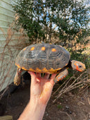 Barbados Red Foot Tortoise Adult Pair (Chelonoidis carbonaria)