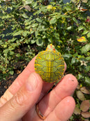 Pastel Clown Red Eared Slider Turtle
