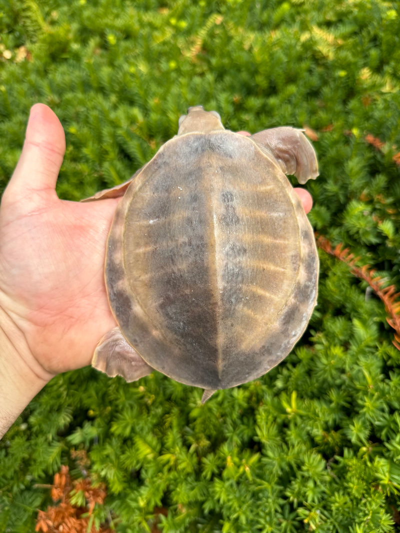 "Paradox" Fly River Turtle Juvenile (Carettochelys insculpta)