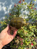 Sicilian Pond Turtle Adult Pair