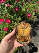 Yellow Mud Turtle Adult Female