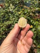Albino Florida Snapping Turtle 2026