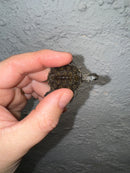 Hi White Concentric Diamondback Terrapin 2024