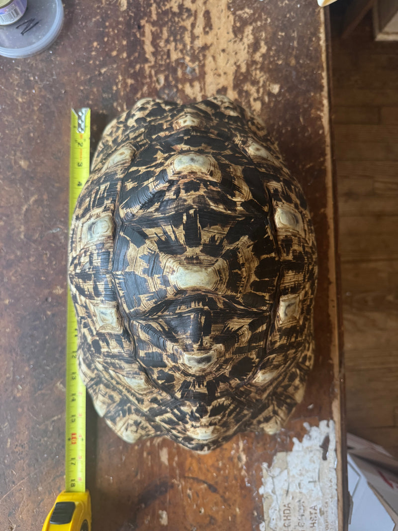 South African Giant Leopard Tortoise Adult Female