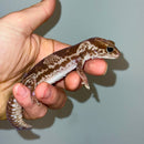 White Out Oreo African Fat Tailed Gecko Adult Female