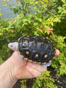 Ornate Diamondback Terrapin Male
