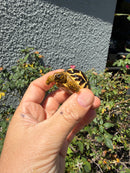 Sri Lankan Star Tortoise