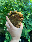 Homes Hinge-back Tortoise Adult Pair