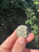 Cagle's  Map Turtle Baby (Graptemus caglei)