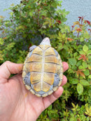 Ornate Diamondback Terrapin Female