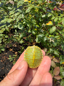 Pastel Clown Red Eared Slider Turtle