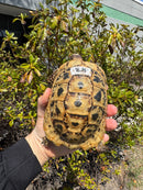 Libyan Greek Tortoise Adult Male