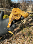 Pastel Pinstripe Low White Pied Ball Python Female