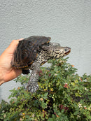 Concentric Diamondback Terrapin Adult Female