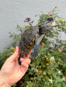 Northern Diamondback Terrapin Adult Female