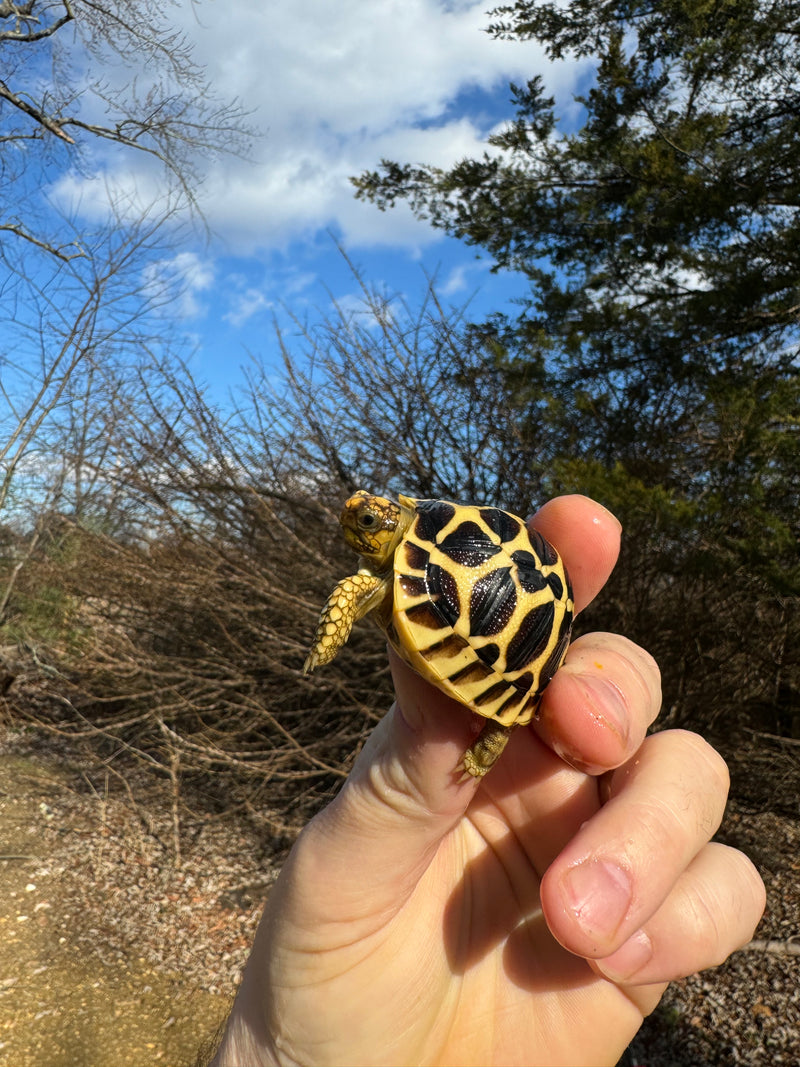 Sri Lankan Star Tortoise 2024