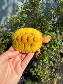 Albino Heiroglyphic River Cooter Turtle