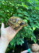 Homes Hinge-back Tortoise Adult Pair