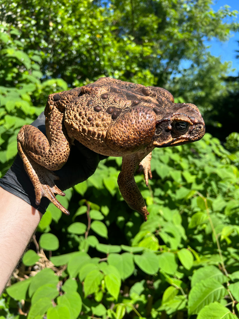 Suriname Giant Marine Toad Male